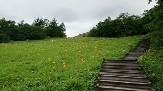 霧降高原ニッコウキスゲ群落