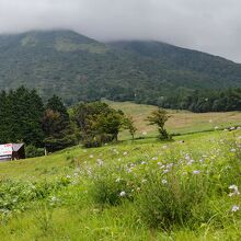 頂上が霧に隠れた大山と、一面にマツムシソウの花が咲く高原。