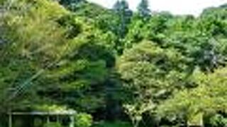 千葉県立館山野鳥の森