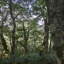 ブナの原生林が続く。