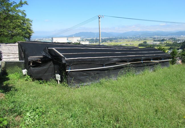 事務所に薬草の標本があります