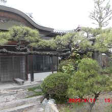 松が横に長く伸びています