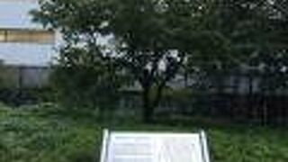 礫川公園内にあるハンカチの木