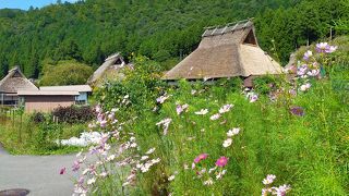蕎麦の花と茅葺き屋根の見事なコラボ