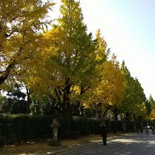 イチョウ並木