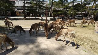 鹿がたくさんいます