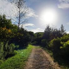 金比羅火口災害遺構散策路