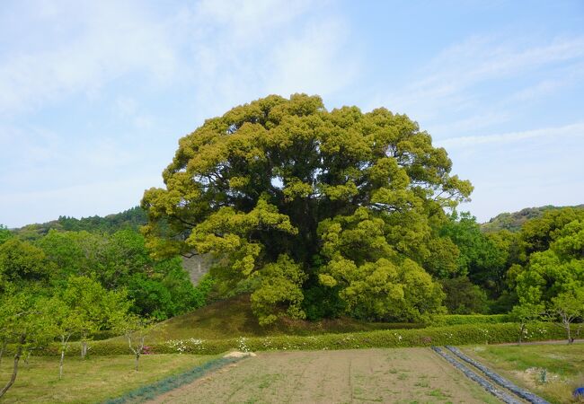 巨大な一本の楠が古墳を覆い尽くすような姿が印象的
