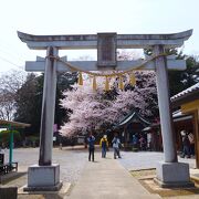 かわいい猫ちゃんのいる神社