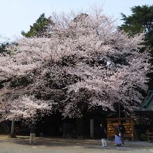 前玉神社境内の桜