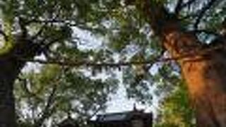 「夫婦楠」と呼ばれる樹齢1000年の大楠が見事
