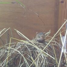 カヤネズミも観られます。