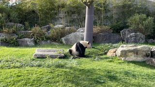 惜しみなくパンダを拝めます！