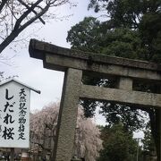 枝垂れ桜の神社