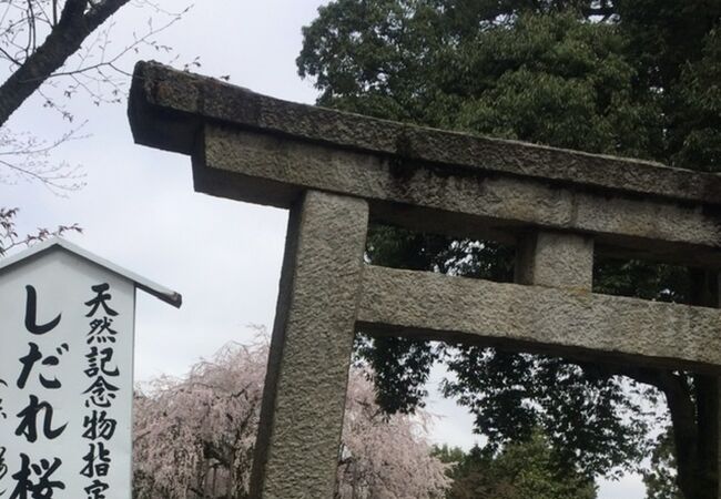 枝垂れ桜の神社