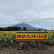 筑波山のふもとのひまわり畑