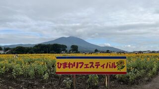 筑波山のふもとのひまわり畑