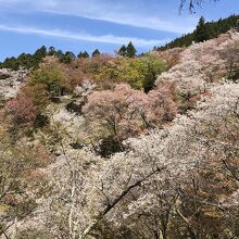 如意輪寺近くから山を望む