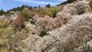 意外と知られていない