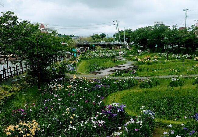 水郷潮来あやめまつり大会