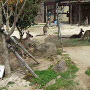 （再訪）カンガルーが間近に見られます