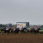 初めて地元の競馬場に行きました