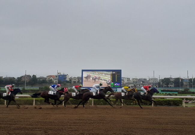 初めて地元の競馬場に行きました