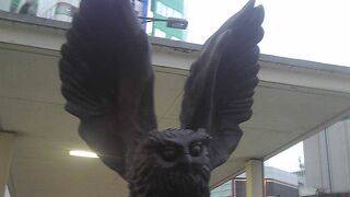 飛んでいる姿も