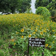 可愛いお花もありました