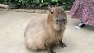 動物好きにはたまりません