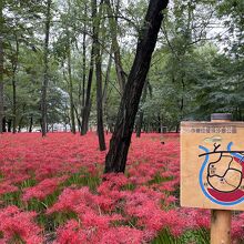 巾着田の曼珠沙華