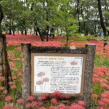 巾着田の曼珠沙華