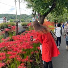 巾着田の曼珠沙華