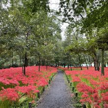 巾着田の曼珠沙華