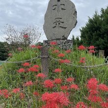 巾着田の曼珠沙華まつりの会場まで高麗駅から徒歩15分です。