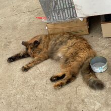 高麗駅か巾着田の曼珠沙華まつりの会場の途中にいた飼い猫ちゃん