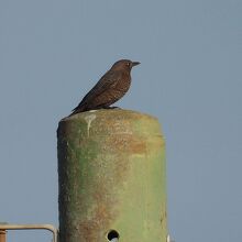 イソヒヨドリ♀