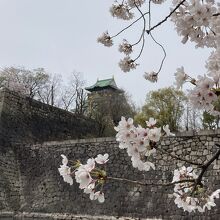 桜と天守閣
