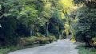 緑豊かな散策路です