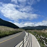 県道に沿いの歩道から見るすすき草原