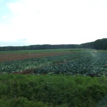 恵庭あたりは広々した畑が広がっています