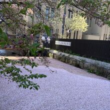 高瀬川には花筏もできていて綺麗