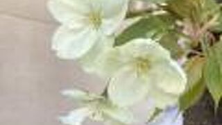 黄緑色の桜が咲いていました