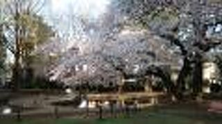 ソメイヨシノが満開！