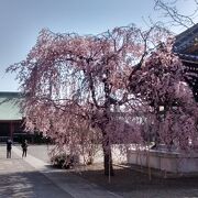 しだれ桜が、満開で、圧巻