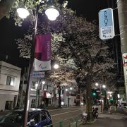 夜間でも街灯で明るく桜がライトアップされている