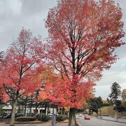 鮮やかな色に紅葉する木々