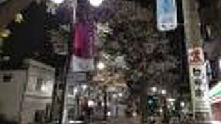 夜間でも街灯で明るく桜がライトアップされている