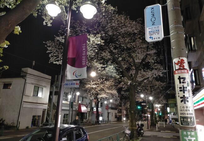 夜間でも街灯で明るく桜がライトアップされている