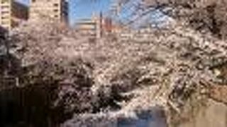 ソメイヨシノの満開の名所